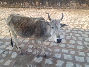 Getting My Head Round India – Part 2 Getting My Head Round India – Part 2 Thumbnail