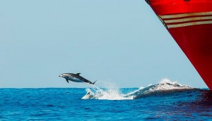 DOLPHINS, FLEAS AND CHOPPY SEAS DOLPHINS, FLEAS AND CHOPPY SEAS Thumbnail