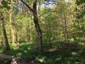 Into The Woods : The Art of Virtual Social Dreaming Into The Woods : The Art of Virtual Social Dreaming Thumbnail
